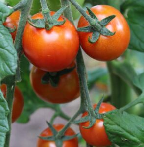 Tomatenpflanzen des Biogarten in Flechtdorf.